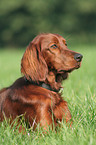 Irischer roter Setter