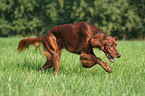 Irischer roter Setter