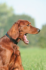 Irischer roter Setter