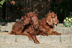 Irish Red Setter