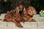 Irish Red Setter