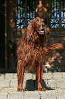 Irish Red Setter