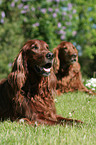 Irish Red Setter