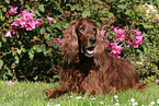 Irish Red Setter