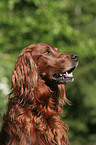 Irish Red Setter