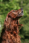 Irish Red Setter