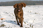 laufender Irish Red Setter