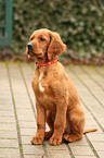 Irish Red Setter Welpe