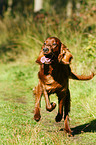 rennender Irish Red Setter