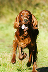 rennender Irish Red Setter