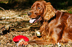 Irish Red Setter