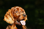 Irish Red Setter Portrait