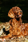 Irish Red Setter