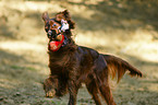 spielender Irish Red Setter