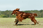 spielender Irish Red Setter