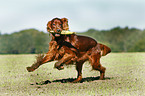 spielender Irish Red Setter