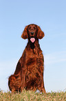 sitzender Irish Red Setter