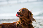 Irish Red Setter Portrait