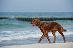 laufender Irish Red Setter