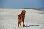 Irish Red Setter