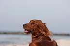 Irish Red Setter Portrait