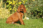 Irish Red Setter Welpe