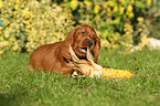 Irish Red Setter Welpe