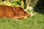 Irish Red Setter Welpe