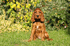 Irish Red Setter Welpe