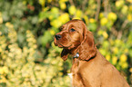 Irish Red Setter Welpe