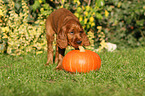 Irish Red Setter Welpe