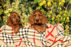 Irish Red Setter Welpen