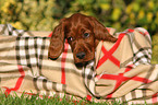 Irish Red Setter Welpe