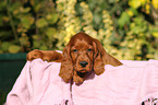 Irish Red Setter Welpe