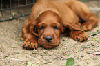 Irish Red Setter Welpe