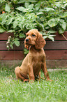 Irish Red Setter Welpe