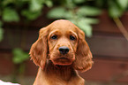 Irish Red Setter Welpe