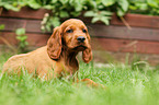 Irish Red Setter Welpe