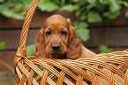 Irish Red Setter Welpe