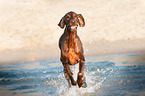 rennender Irish Red Setter