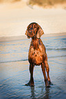 stehender Irish Red Setter