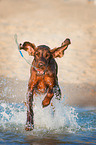 spielender Irish Red Setter