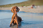 liegender Irish Red Setter