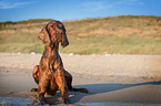 liegender Irish Red Setter