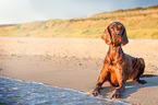 liegender Irish Red Setter