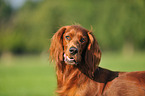 Irish Red Setter Portrait