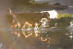 laufender Irish Red Setter