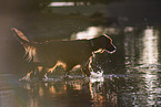 laufender Irish Red Setter
