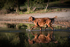 laufender Irish Red Setter
