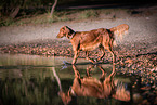 laufender Irish Red Setter